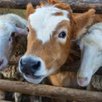 livestock animals