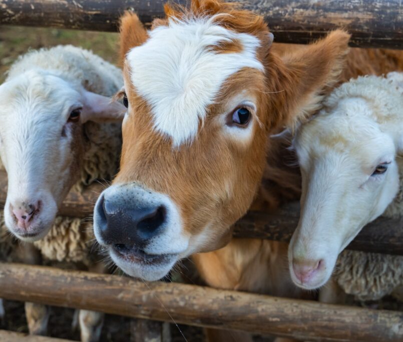 livestock animals