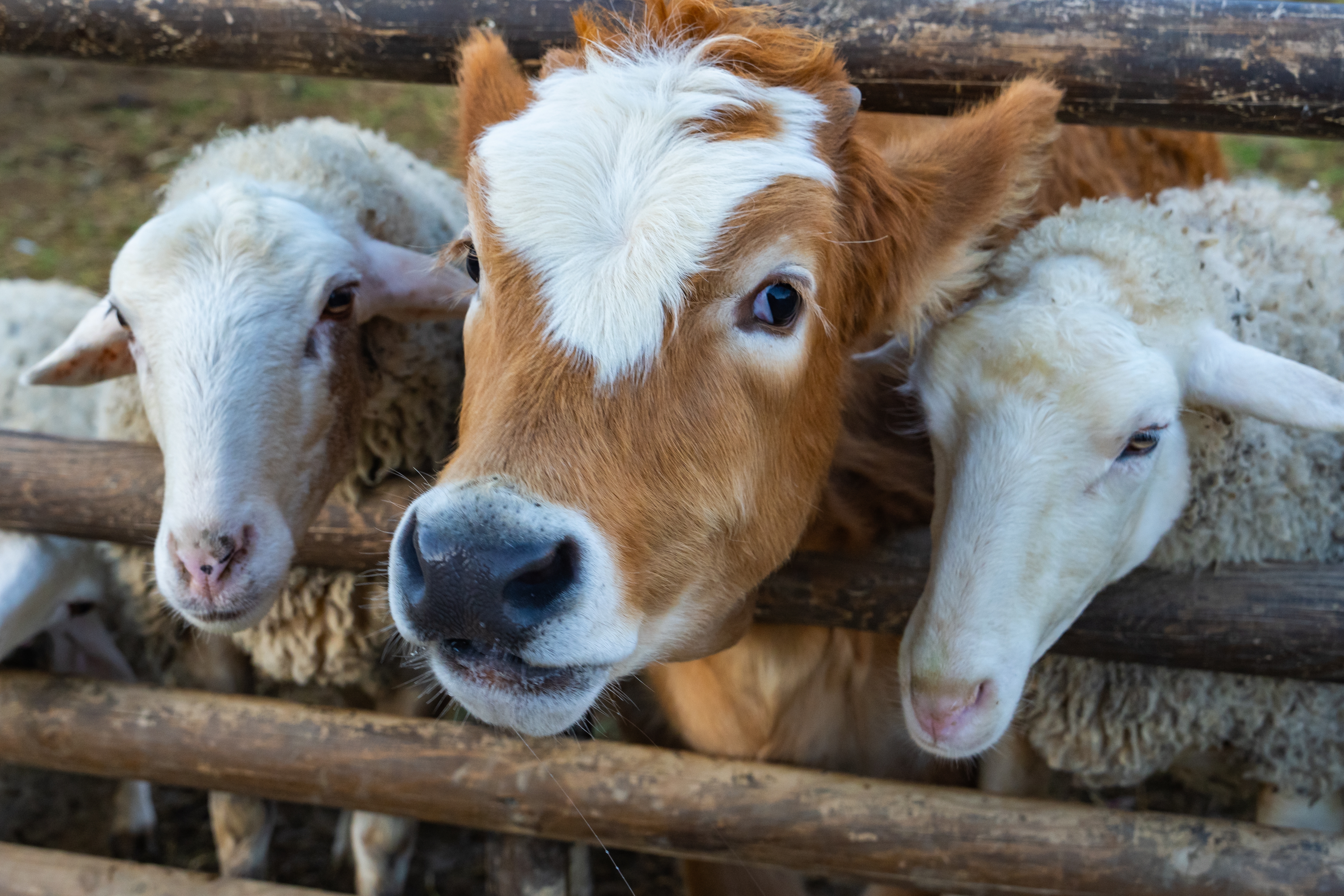livestock animals